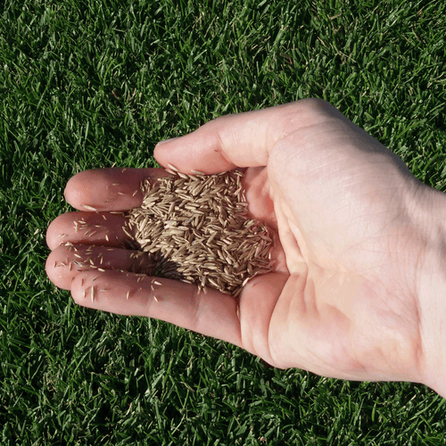 Mistura de sementes de relva natural_Grass4you