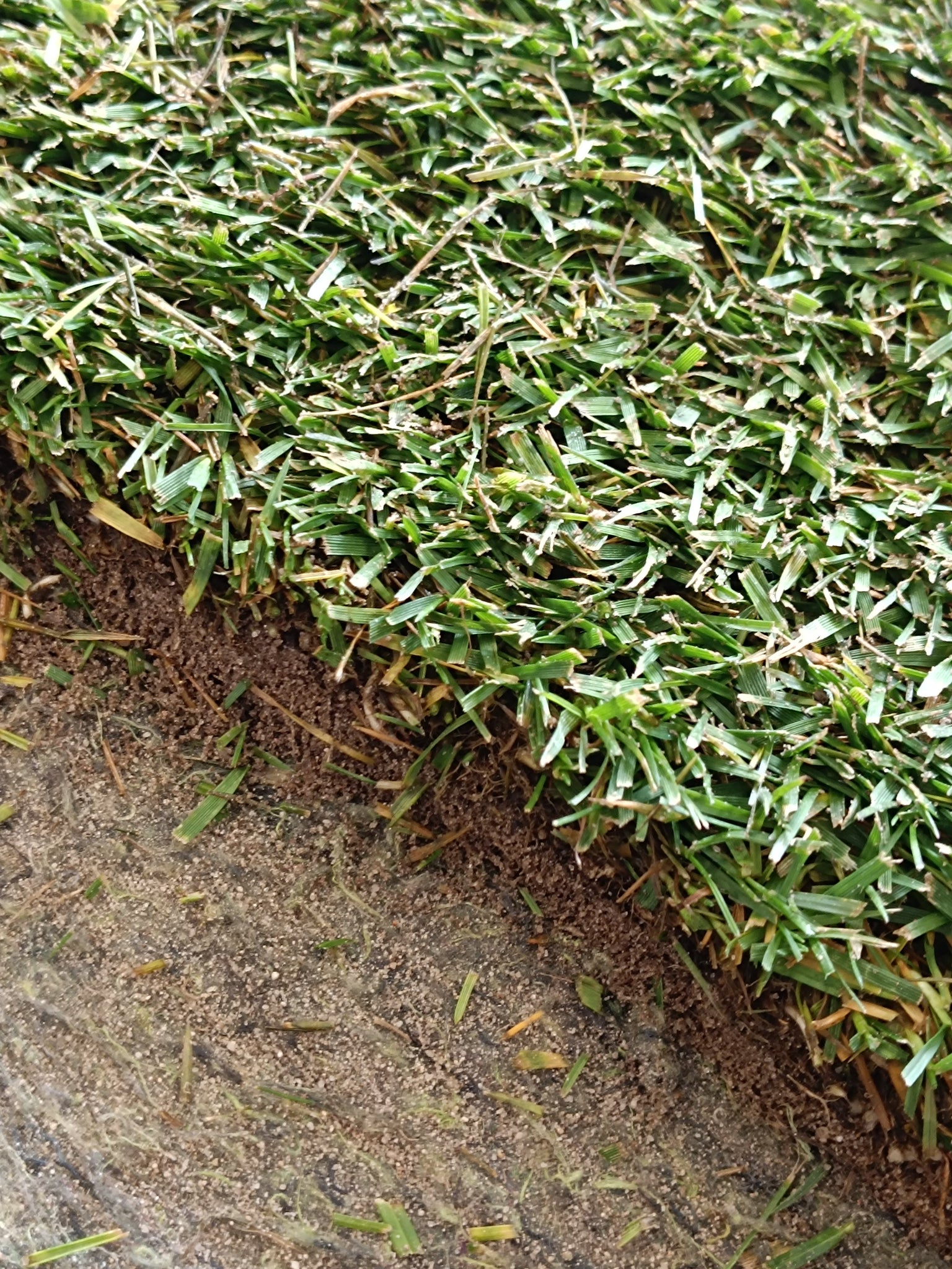Tapete de relva natural – GRASS4YOU