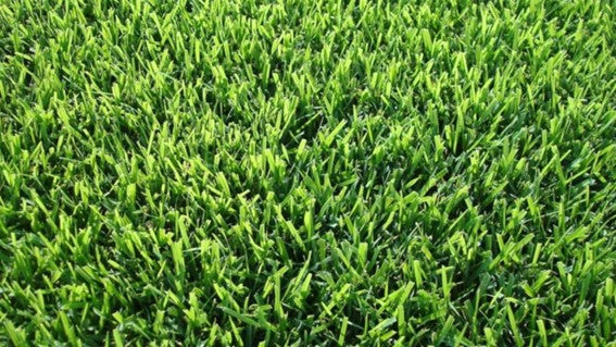 Grama Brasileira (Axonopus compressus): Relvado Ideal para Jardins em Portugal