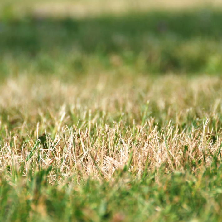 Como pode ajudar o seu relvado a recuperar após uma onda de calor