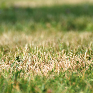 Como pode ajudar o seu relvado a recuperar após uma onda de calor