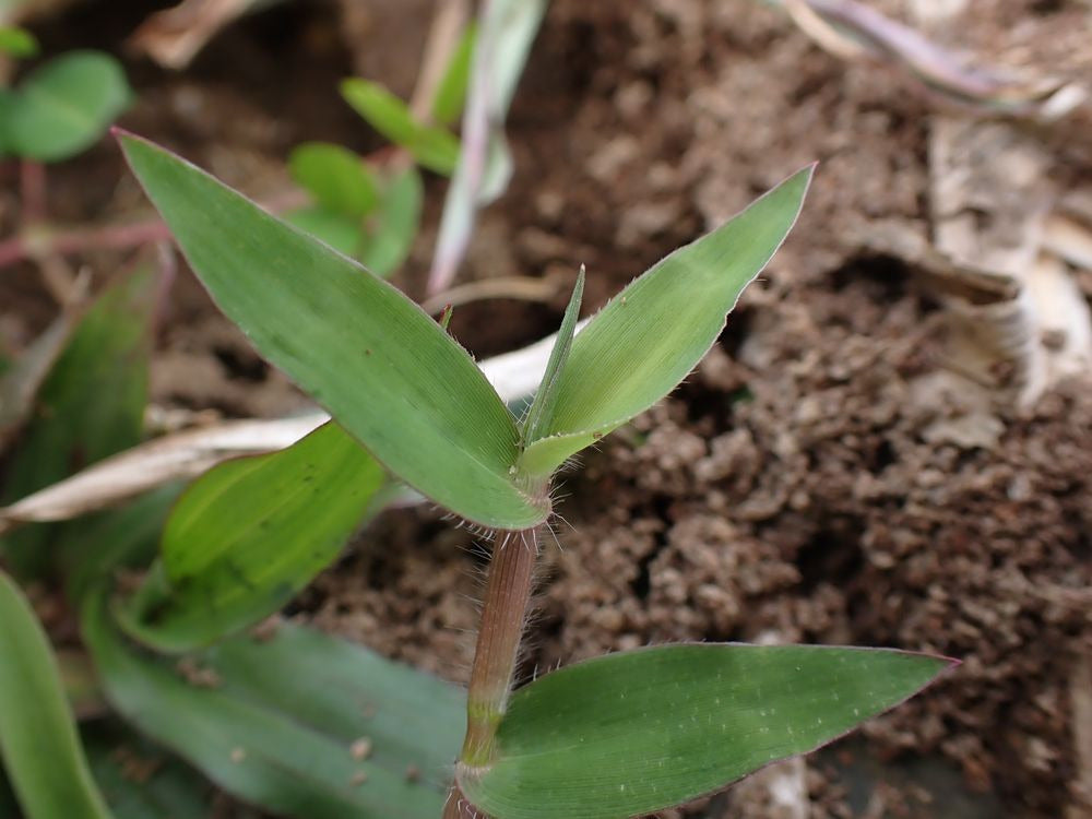 Grama brasileira_Grama São Carlos_Grass4you