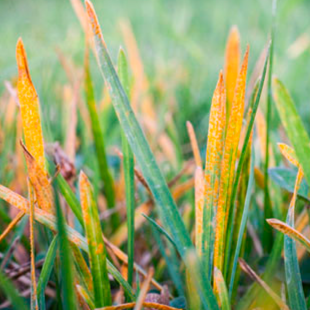 Relvados saudáveis: como identificar e tratar doenças