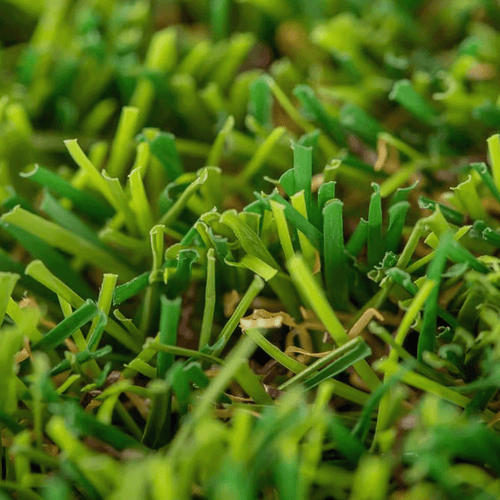 Relva_artificial_Oasis_Realturf_Grass4you