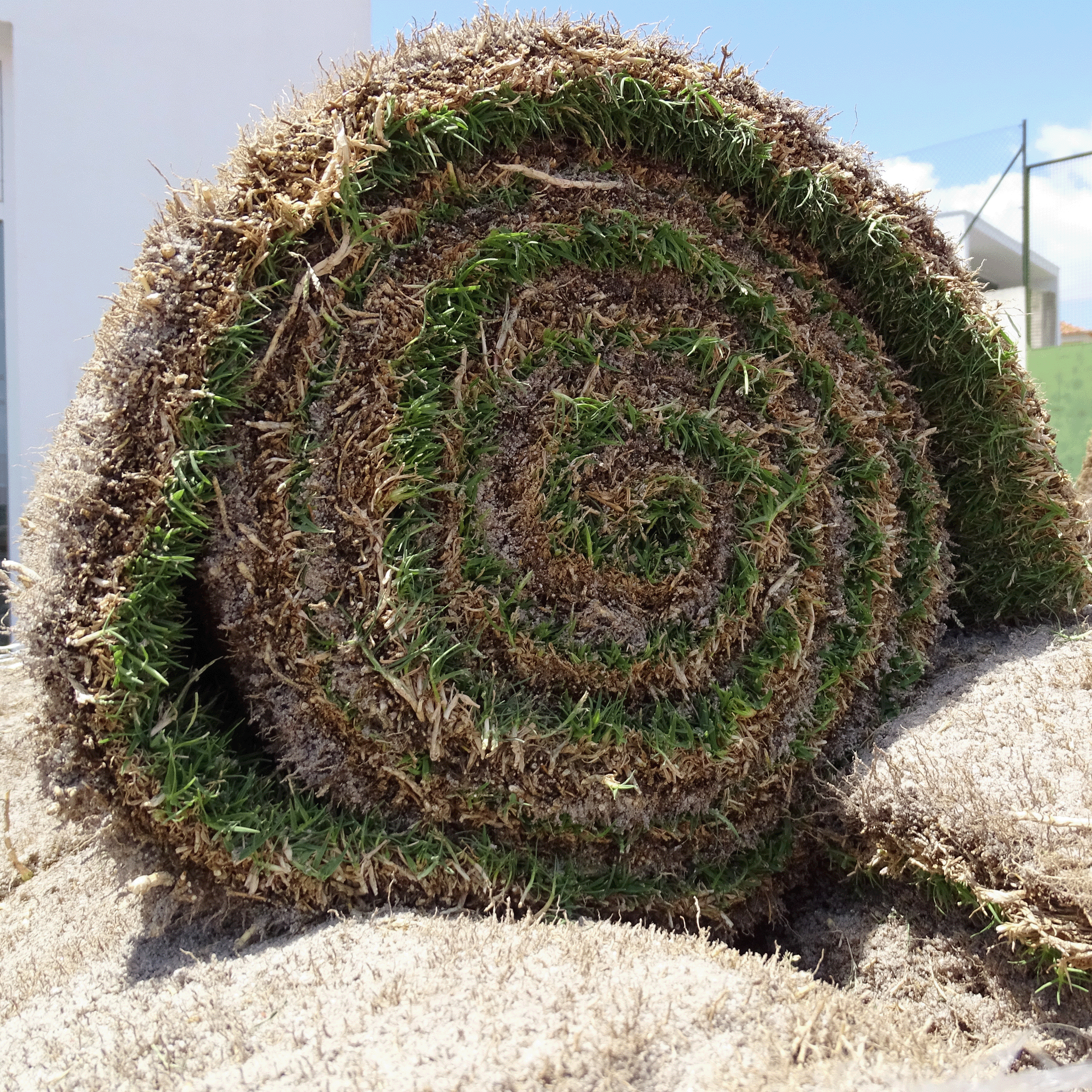 Relva natural em Tapete | Relva em rolo | A partir de 6€/m2 – GRASS4YOU