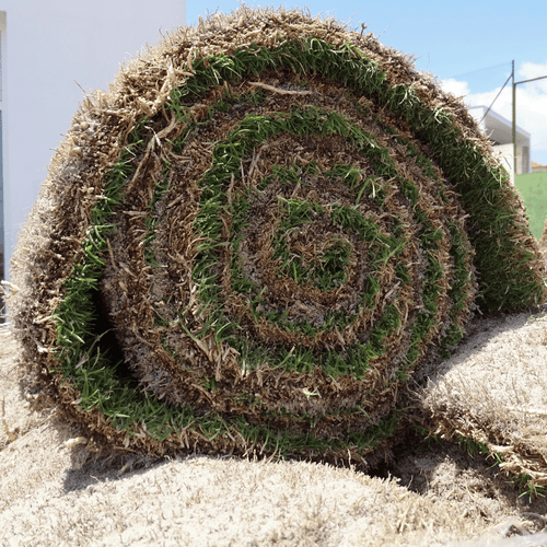Serviço de colocação relva natural em tapete Grass4you